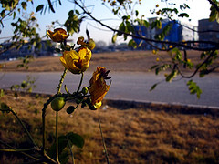 إحسان ترعى ( 4900 ) أسرة